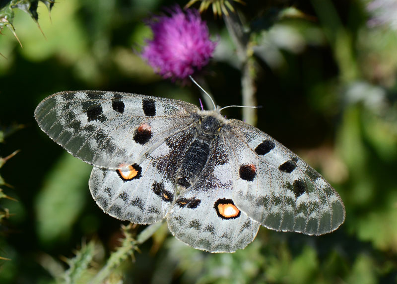 Parnassius apollo